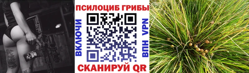 Купить где  Кувшиново  Псилоцибиновые грибы Cubensis 